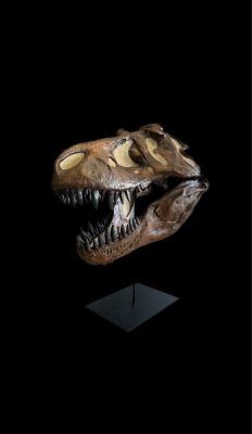 Tyrannosaurus rex, cranium (Cast)