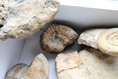 Fossilien-Überraschungspaket 11: Cephalopoden