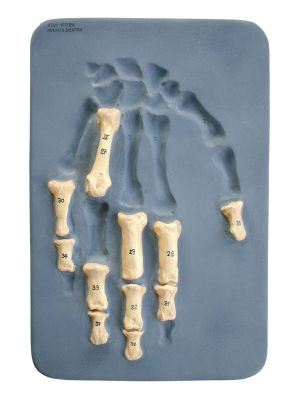 Homo neanderthalensis (Hand- und Fußskelett)