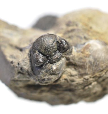 Trilobite: Phacops sp, Devonian; GER