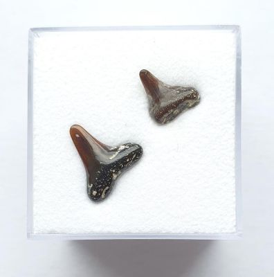 Shark teeth, Miocene, FR