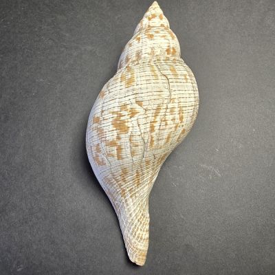 Fasciolaria tulipa, 21 cm  - recent