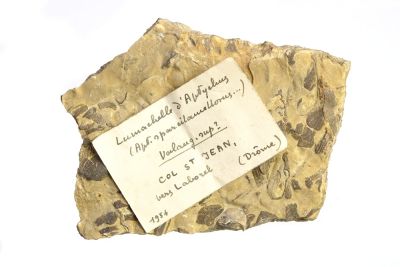 Aptychen Lumachelle (Lamellaptychus)