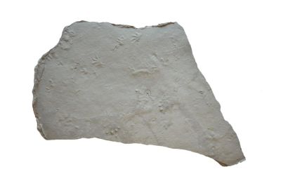 Rhynchosauroides peabodyi (Spurenfossil)
