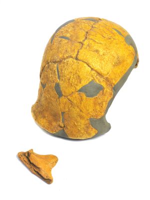 Homo heidelbergensis, Saldanha 1 (Cast)