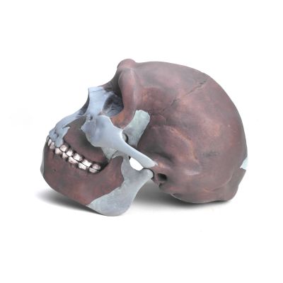 Homo erectus pekinensis (skull reconstruction) - Cast