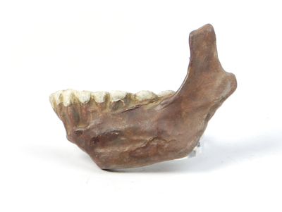 Abguss: Homo erectus pekinensis, Kieferfragment