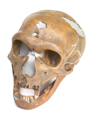 Abguss: Homo neanderthalensis, Cranium