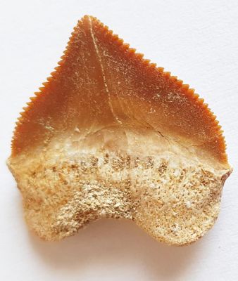 Shark tooth, Squalicorax pristodontus