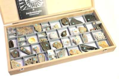 Sammlung: Allgemeine Paläontologie (40 Fossilien)