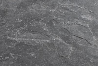 Lepidopus glarisianus, two imprints, Glarus, Switzerland