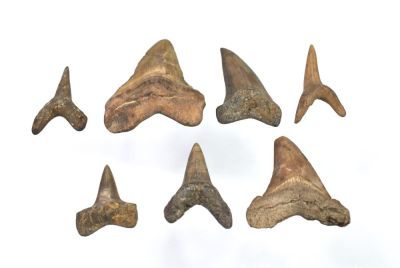 Shark teeth, set of 7