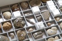 Stratigrafische Lehrsammlung L: 300 Fossilien