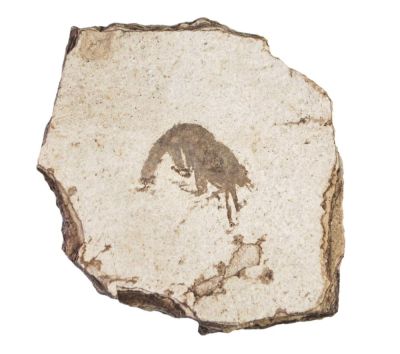 Bechleja inopinata, Miocene, CZ