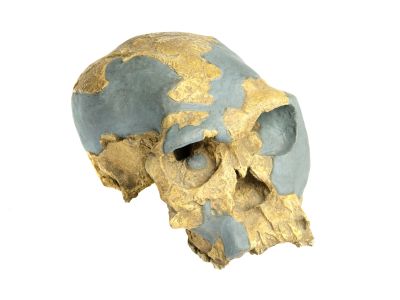 Homo habilis, OH24 (Cast)