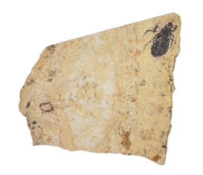 Libellula doris, Oligozän, IT