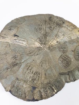 große Pyritsonne  Ø 10-12 cm
