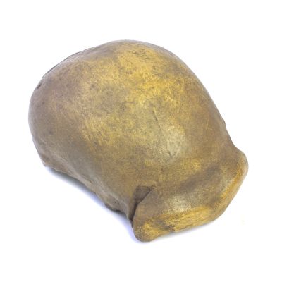 Abguss: Homo neanderthalensis, Schädelkalotte