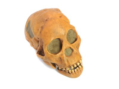 Australopithecus africanus - Cast