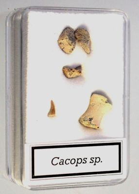 Cacops sp.