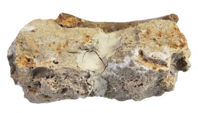 Nothosaurus- Knochen aus Beuthen, Polen !