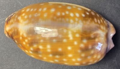 Cypraea staphylaea, recent, BR