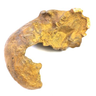 Homo neanderthalensis (Gibraltar Fragm. Oberschädel)