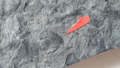 Samaropsis sp., Carboniferous, Pit Anna