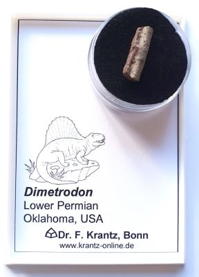 Dimetrodon Knochenfragment (Vorfahre der Säugetiere)