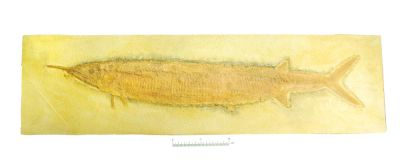Aspidorhynchus acutirostris - Cast