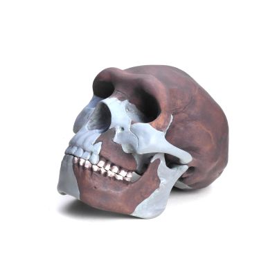 Homo erectus pekinensis (Schädelrekonstruktion)
