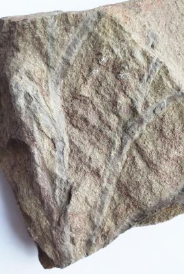 Spurenfossil: Lennea schmidti, Devon, GER
