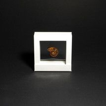 small ammonite in white floating frame