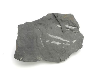 Graptolite: Didymograptus murchisoni