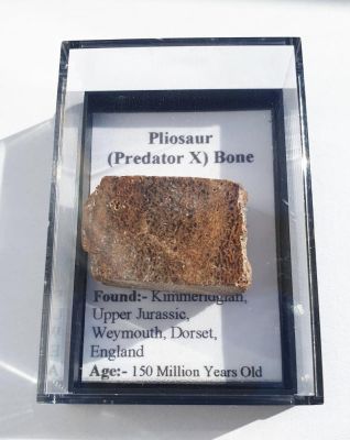 Pliosaurusknochen, UK