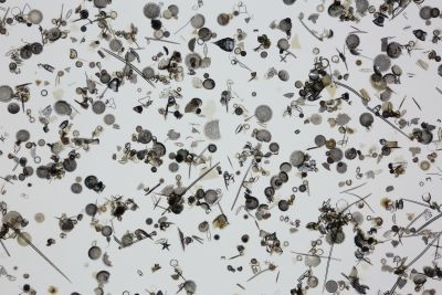 Strewn mount: fossil diatoms, Cormacks Siding, NZ