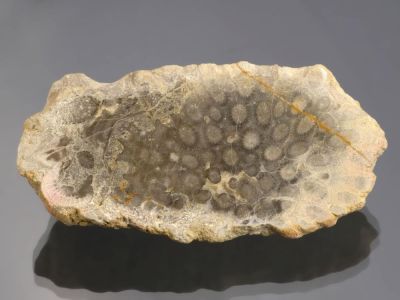 Dieffernt corals from Gotland