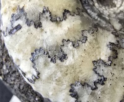 Craspedites, Jurassic; RUS