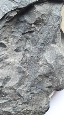 Cordaianthus (inflorescence); Carboniferous; Aachen, GER