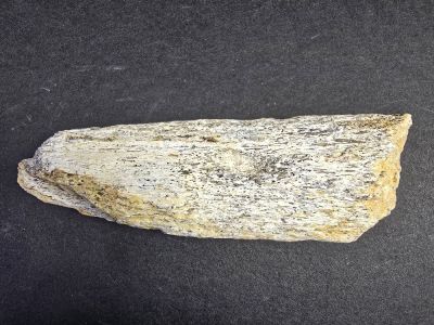 Atlasaurus bone fragment, Jurassic; MAR