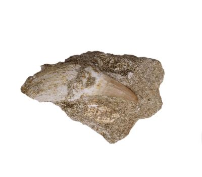 Mosasaurus cf. beaugei on matrix, MA