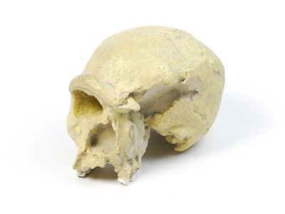 Abguss: Homo heidelbergensis, Calvarium weibl.