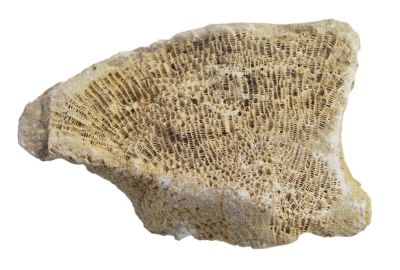 Favosites polymorphus, Devonian; GER