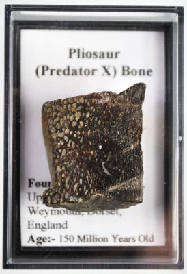 Pliosaurus bone, UK