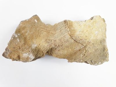 Stromatopora sp., Devon, Eifel