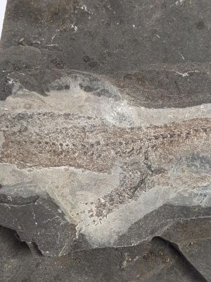 Apateon pedestris (Branchiosaurus), Permian, Germany
