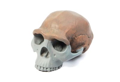 Homo erectus pekinensis- skull reconstruction (Cast)