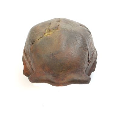 Homo erectus pekinensis - Sinanthropus I