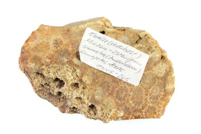 Silicified coral, Miocene, IDN