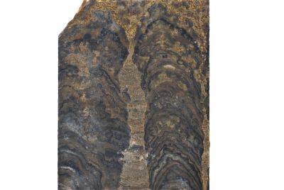 Stromatolith (Süßwasser): Pucalithus